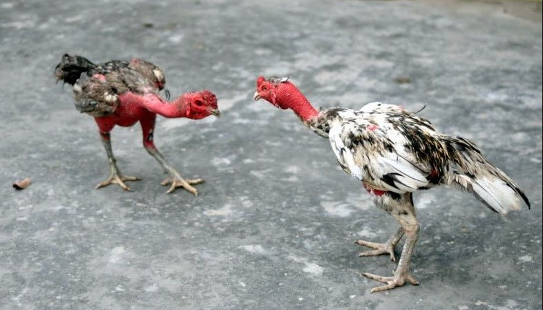 Kinh nghiệm đá gà xám chiến thắng Kinh nghiem da ga xam chien thang