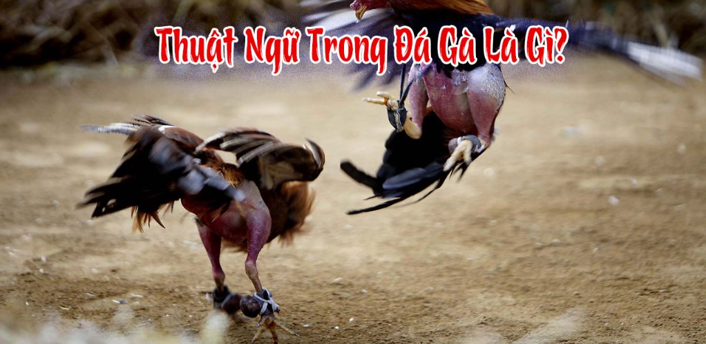 Vi sao nen hieu thuat ngu da ga dan choi thuong dung?